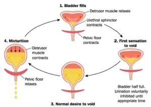 Treating Incontinence at Beacon Therapy (Surrey, Coquitlam, Maple Ridge)