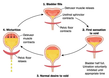 Detrusor Muscle