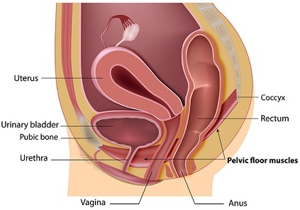 Pelvic floor muscles